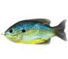 Live Target Hollow Body Sunfish 75 - Blue Yellow Pumpkinseed
