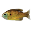 Live Target Hollow Body Sunfish 90 - Copper Pumpkinseed