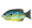 Live Target Hollow Body Sunfish 75 - Blue Yellow P...